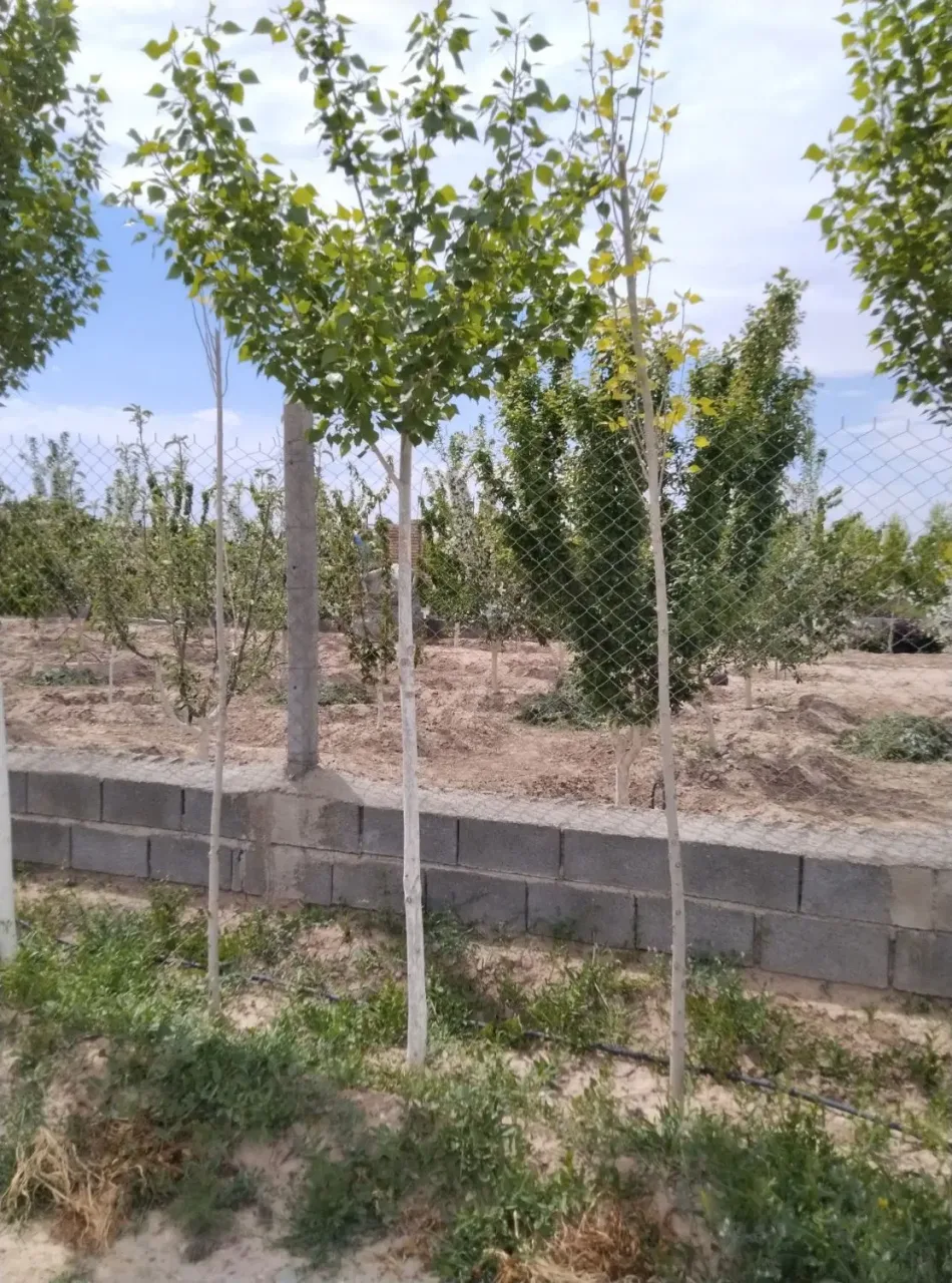 باغ ۴۲۶ متری سند تک‌برگ در سهیلیه