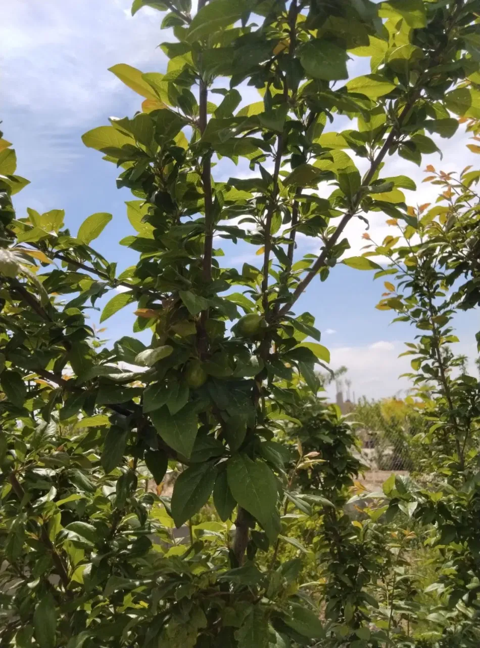 باغ ۴۲۶ متری سند تک‌برگ در سهیلیه