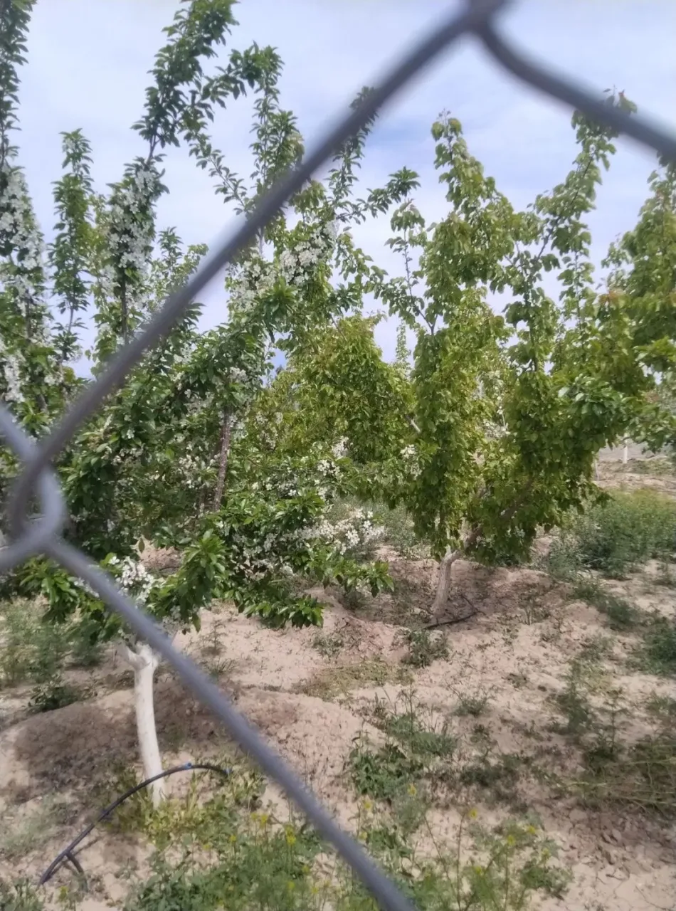 باغ ۴۲۶ متری سند تک‌برگ در سهیلیه