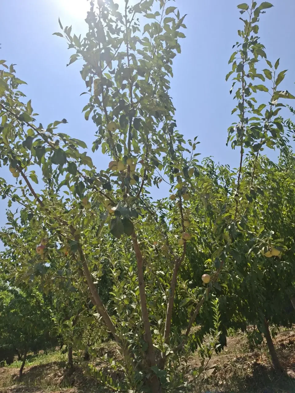 زمین ۶۵۰ متری مسکونی با سند تک‌برگ در سهیلیه