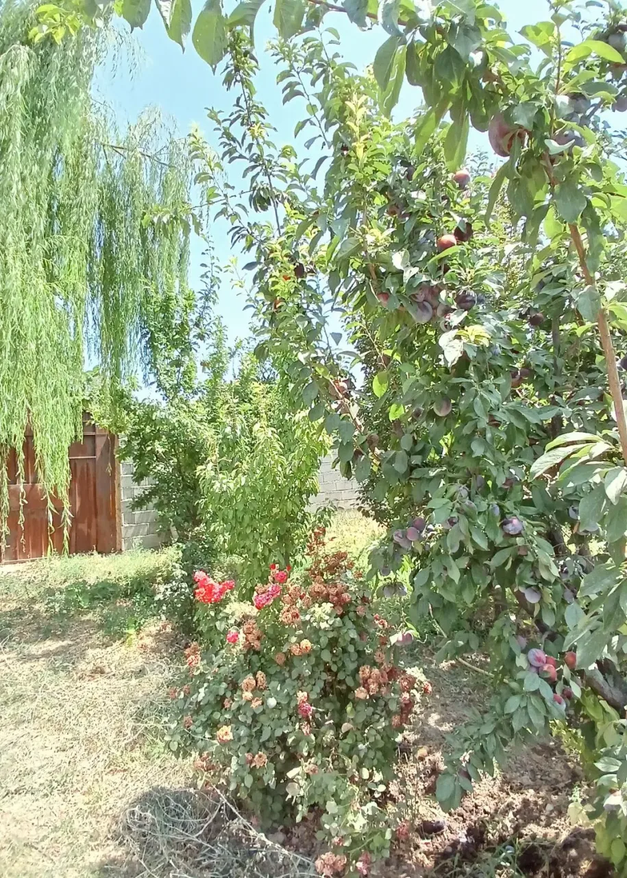 باغچه ۴۵۰ متری داخل بافت سهیلیه