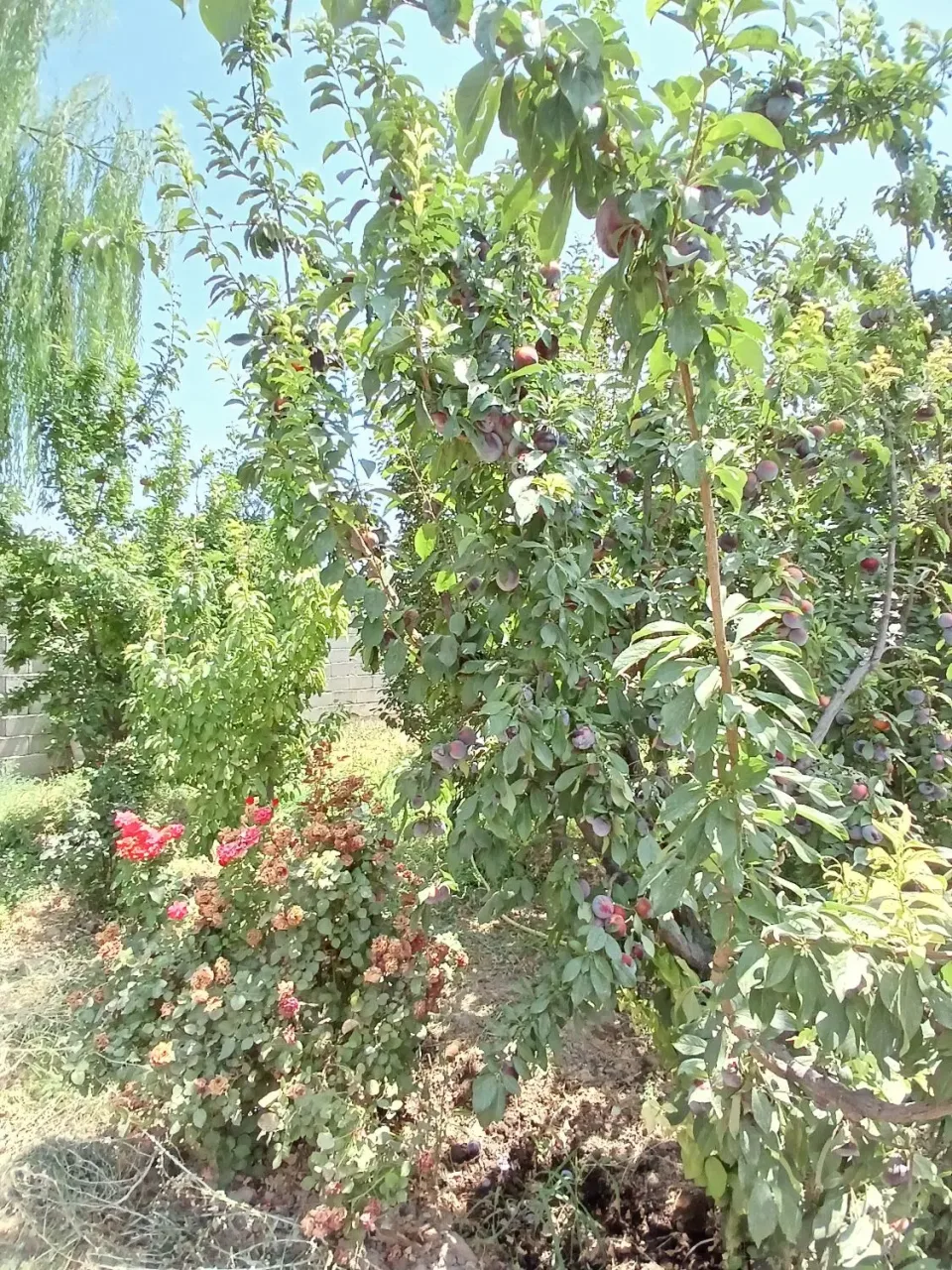 باغچه ۴۵۰ متری داخل بافت سهیلیه