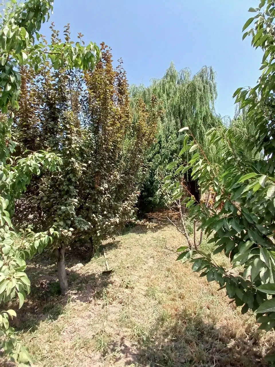باغچه ۴۵۰ متری داخل بافت سهیلیه