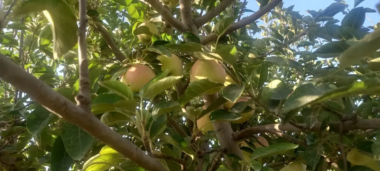 ویلای ۷۵ متری یک‌خوابه با زمین ۱۰۰۰ متری در کردان