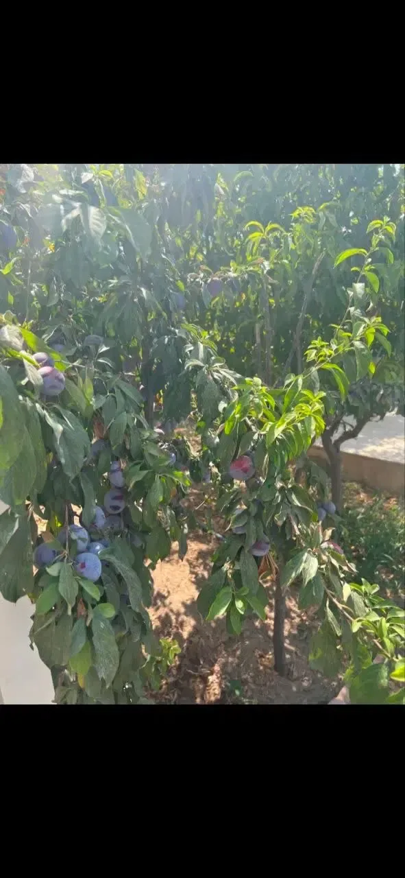 باغ‌ویلای ۳۰۵ متری یک‌خوابه در سهیلیه کردان