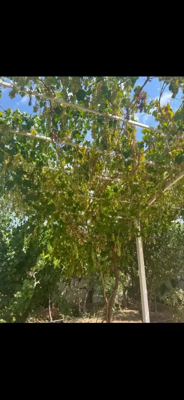 باغ‌ویلای ۳۰۵ متری یک‌خوابه در سهیلیه کردان