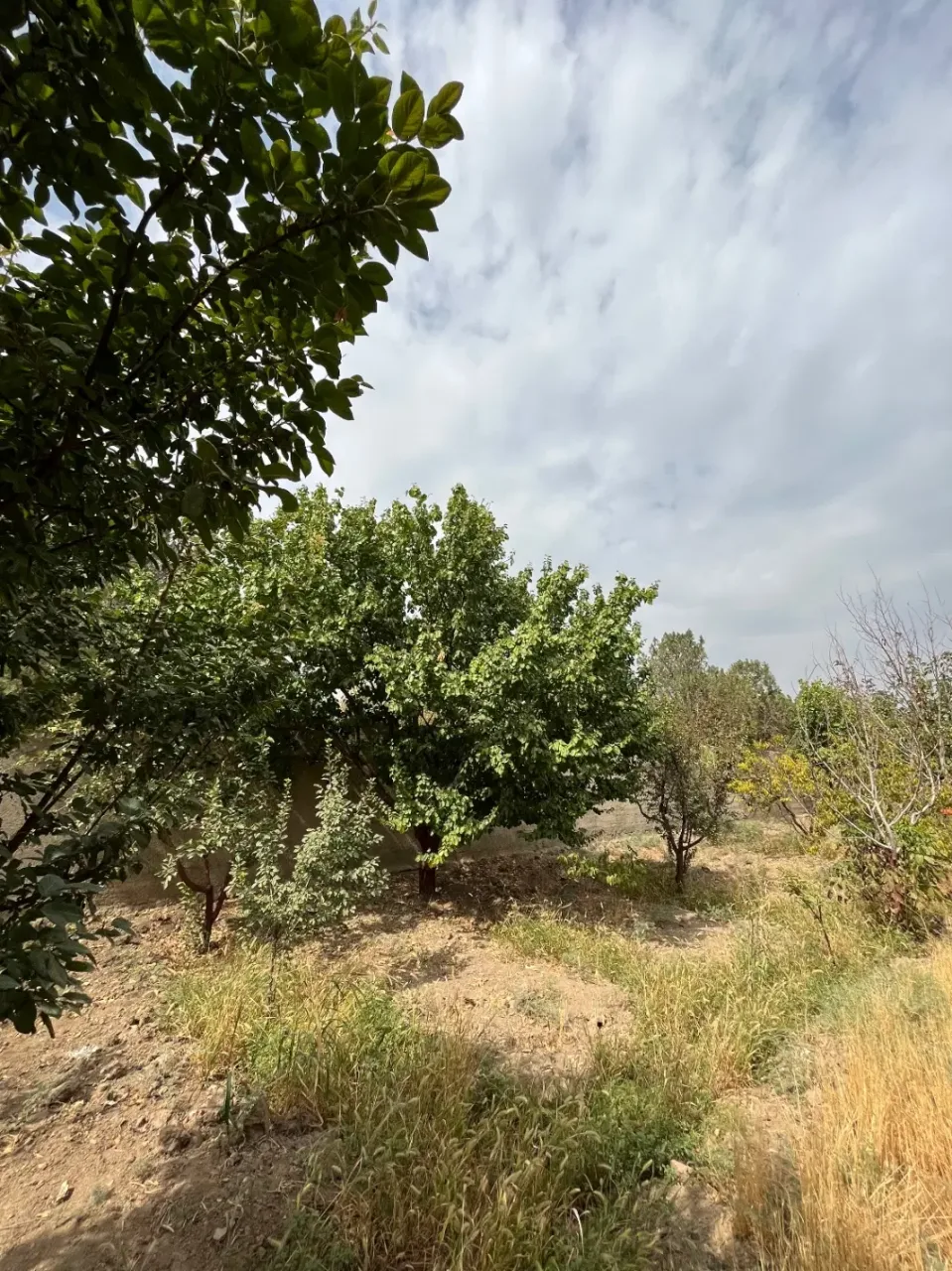 زمین‌باغ ۲۰۰ متری در زعفرانیه سهیلیه