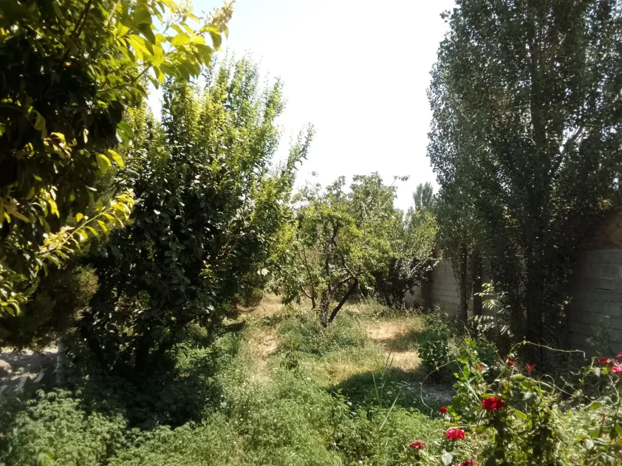 زمین باغ ۳۰۰ متری دونبش در سهیلیه