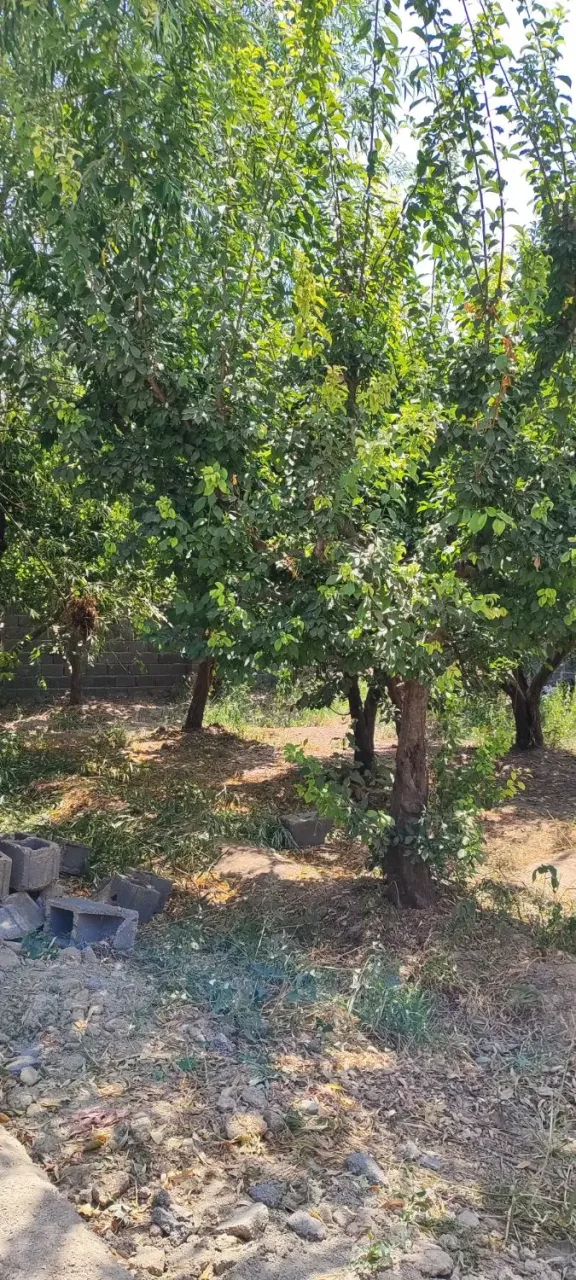 زمین ۳۰۰ متری شهرکی در سهیلیه